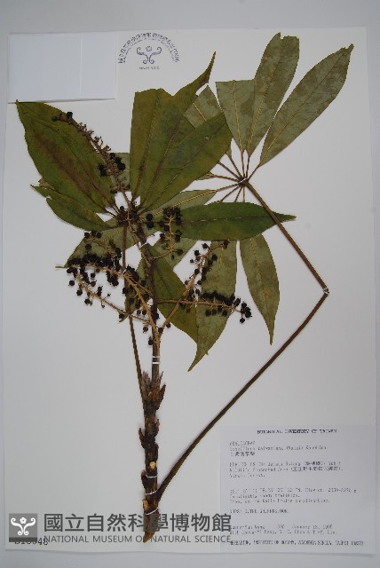 臺灣鵝掌柴藏品圖，第1張