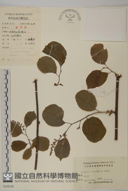 南蛇藤藏品圖，第1張