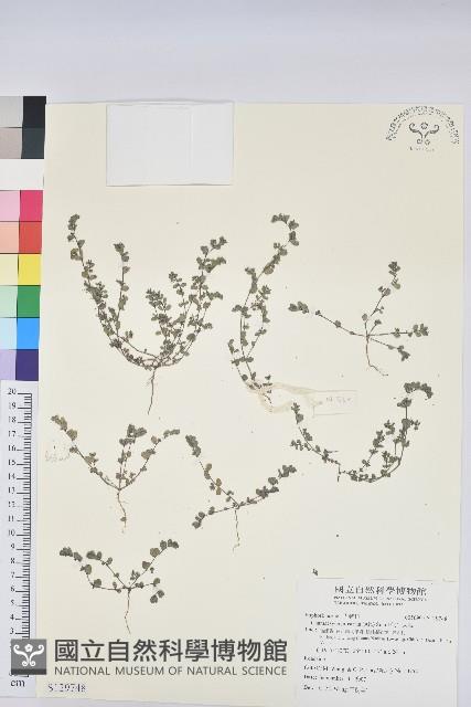 伏生大戟藏品圖，第1張