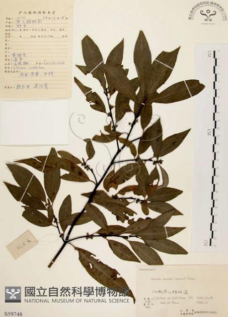 山胡椒藏品圖，第1張