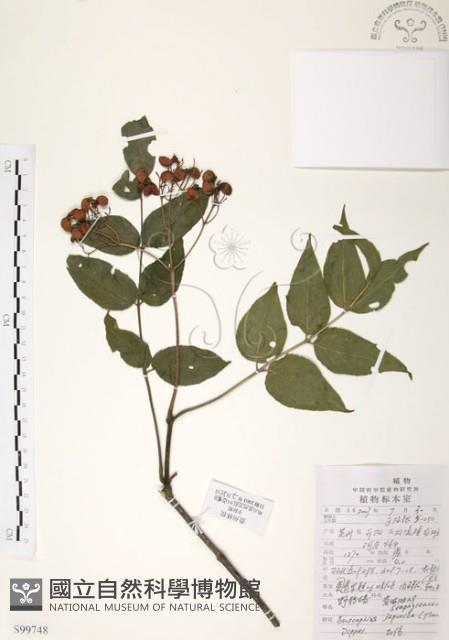 灰色木藍藏品圖，第1張