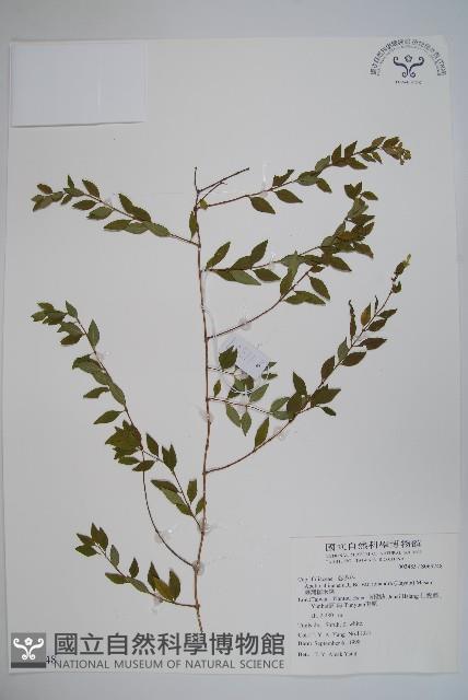 臺灣糯米條藏品圖，第1張