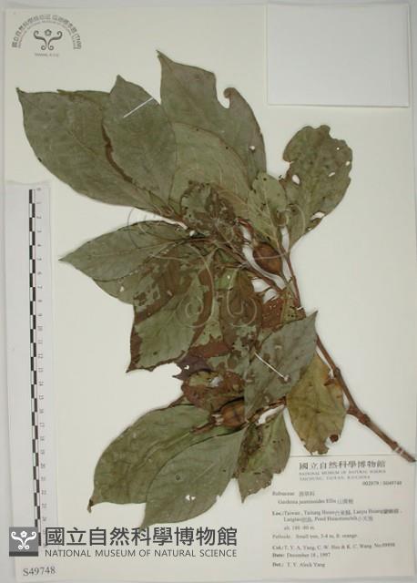 山黃梔藏品圖，第1張