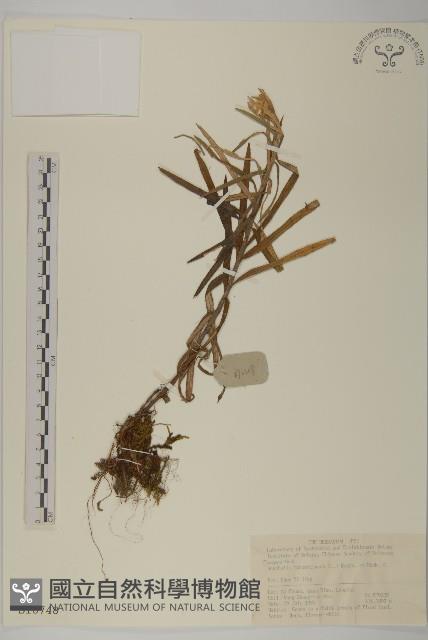 Accession Number:S018748 Collection Image, Figure 1, Total 2 Figures