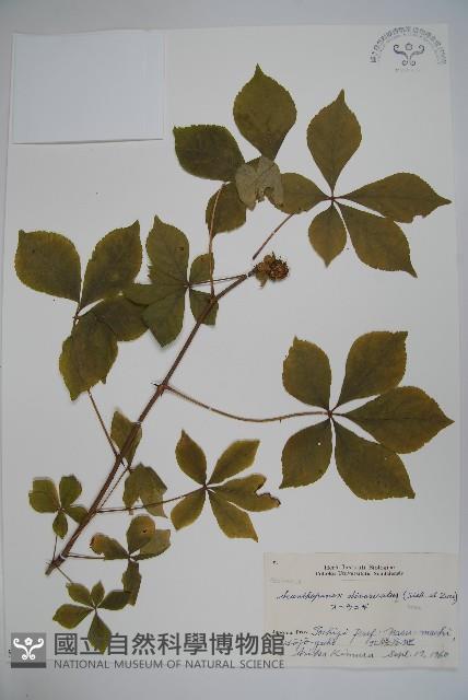 兩歧五加藏品圖，第1張