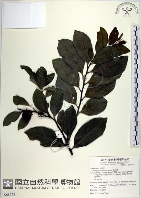 黃心柿藏品圖，第1張