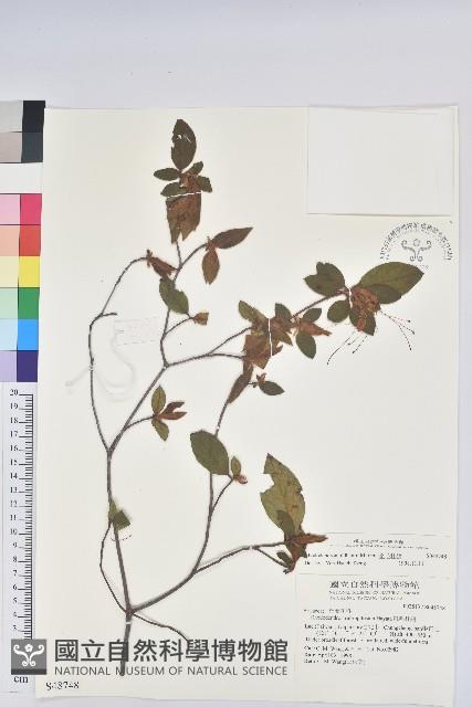 金毛杜鵑藏品圖，第1張