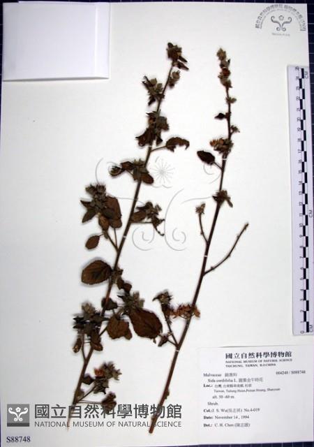 圓葉金午時花藏品圖，第1張