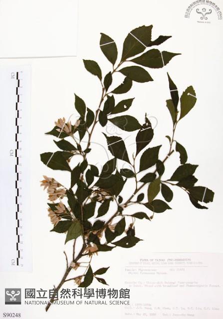 烏皮九芎、奮起湖野茉莉藏品圖，第1張