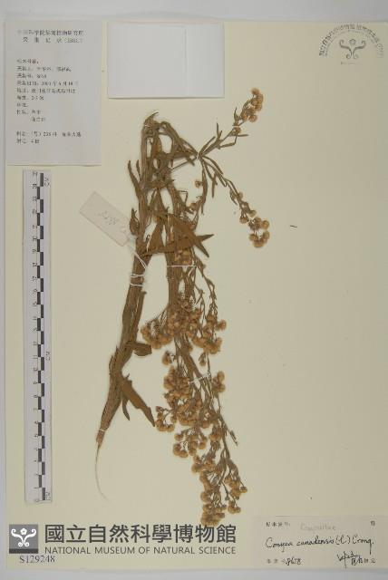 加拿大蓬藏品圖，第1張