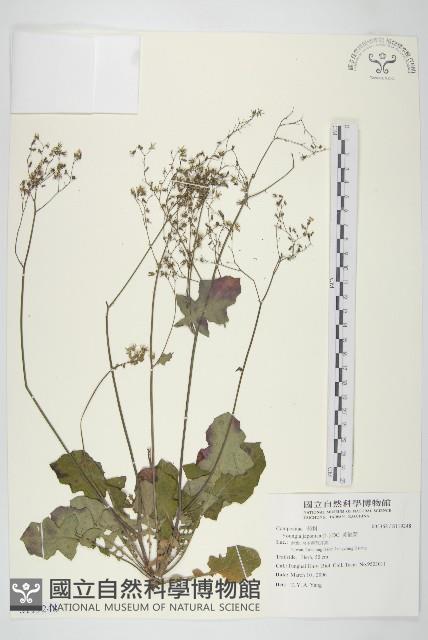 黃鵪菜藏品圖，第1張