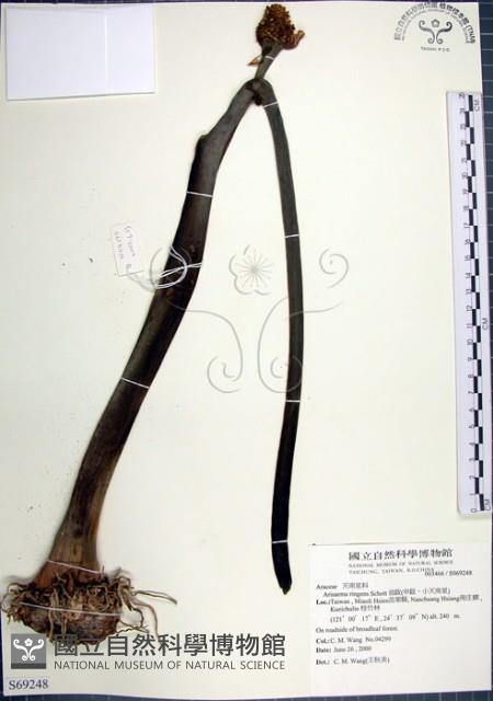 申跋、油跋、小天南星藏品圖，第1張