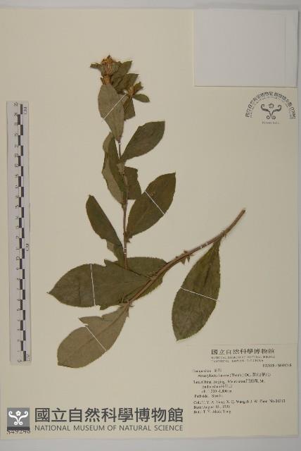 蒼朮、茅朮藏品圖，第1張