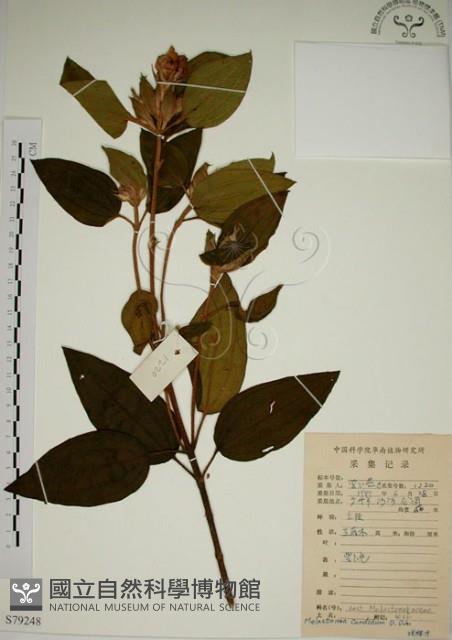 野牡丹藏品圖，第1張