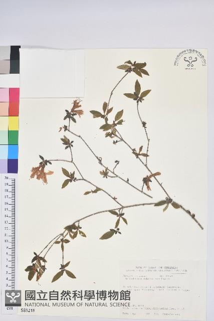 紅毛杜鵑藏品圖，第1張