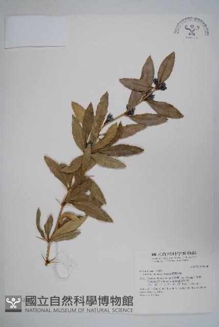 臺灣小蘗藏品圖，第1張