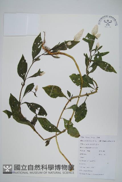 青葙藏品圖，第1張