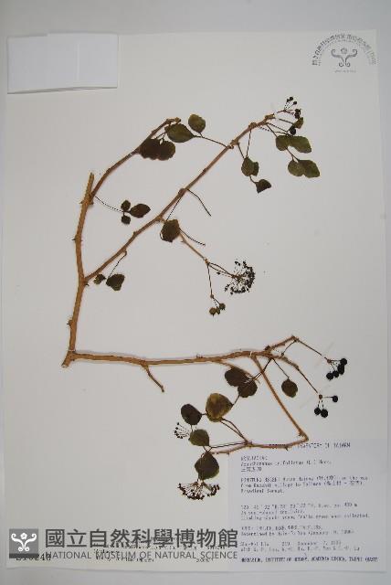 三葉五加藏品圖，第1張