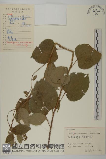 短冠東鳳菜藏品圖，第1張