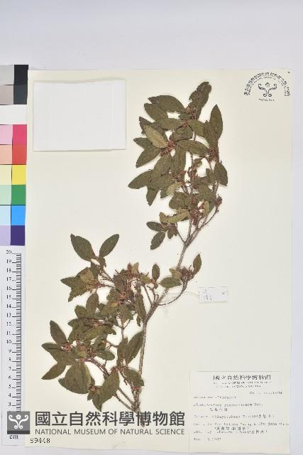 紅毛杜鵑藏品圖，第1張