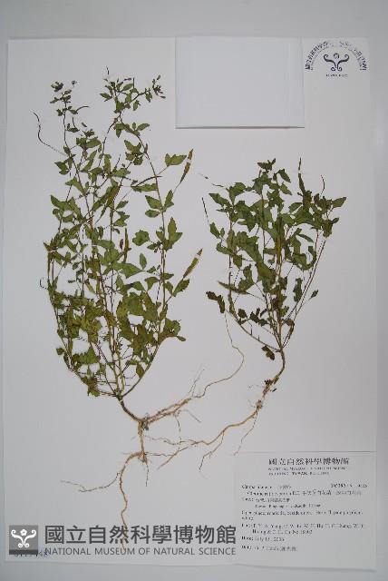 平伏莖白花菜、成功白花菜藏品圖，第1張