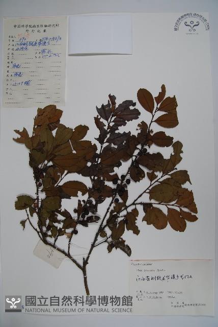 假黃楊藏品圖，第1張