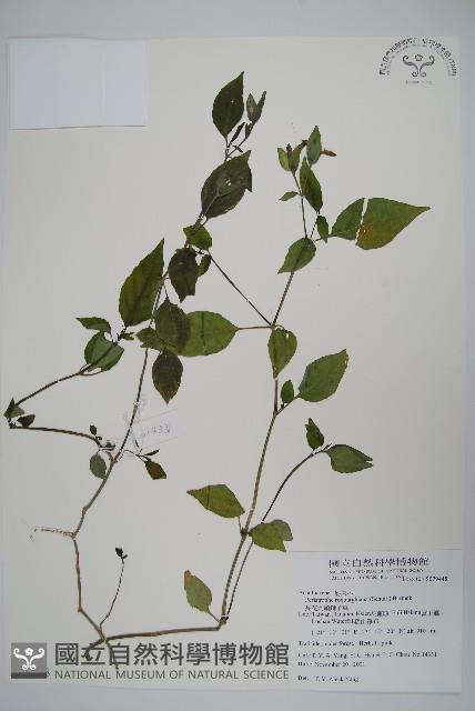 長花九頭獅子草、山藍藏品圖，第1張