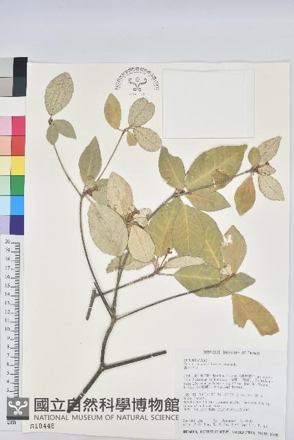 裡白巴豆藏品圖，第1張