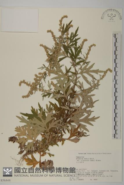 登錄號:S058448藏品圖，第1張