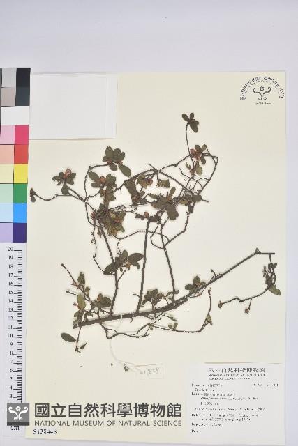 登錄號:S138448藏品圖，第1張