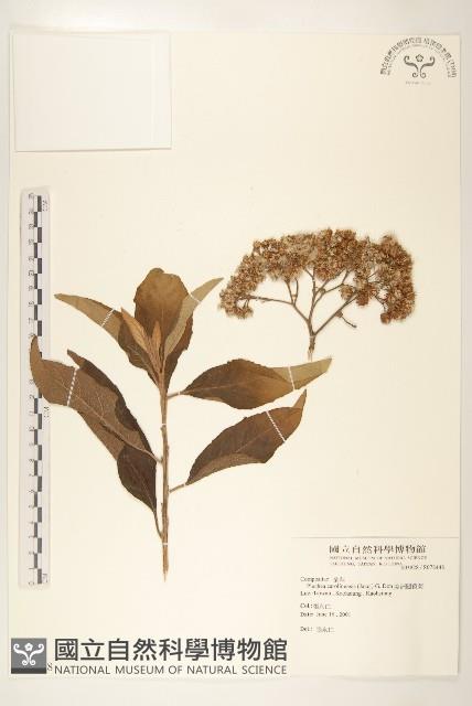 美洲闊苞菊藏品圖，第1張