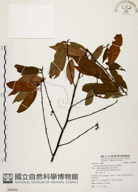 山胡椒藏品圖，第1張