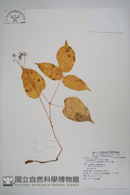 珠子參藏品圖，第1張