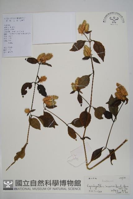 鱗花草藏品圖，第1張