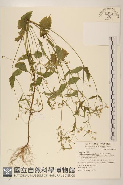 粗毛小米菊藏品圖，第1張