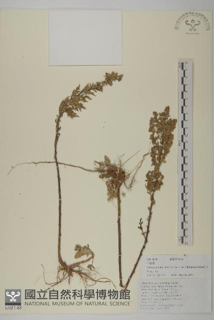 牛尾蒿藏品圖，第1張