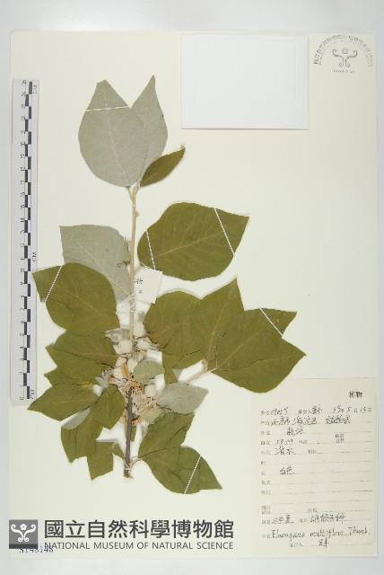 木半夏藏品圖，第1張