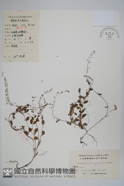 附地菜藏品圖，第1張