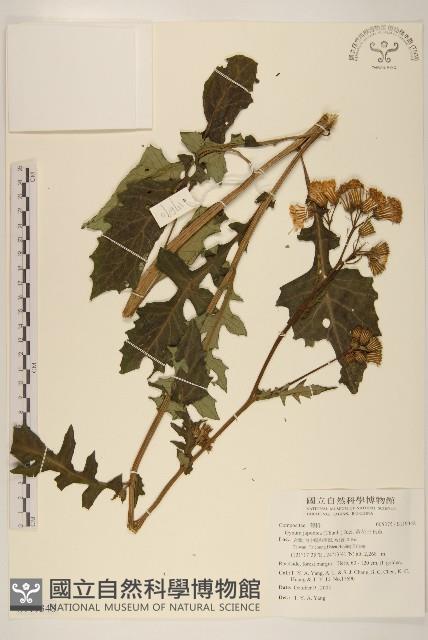 黃花三七草藏品圖，第1張