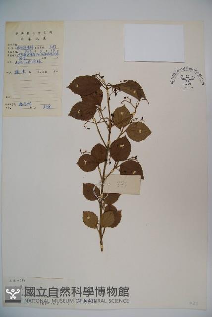 莢迷藏品圖，第1張