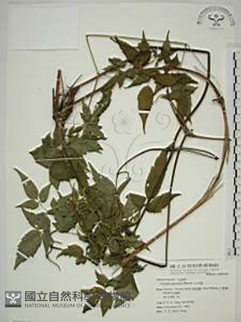 小木通藏品圖，第1張