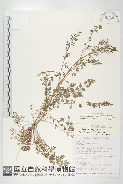 水花菜藏品圖，第1張