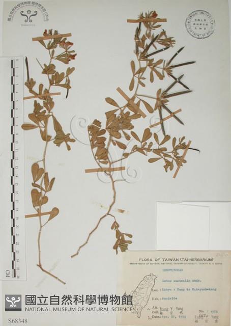 蘭嶼百脈根藏品圖，第1張