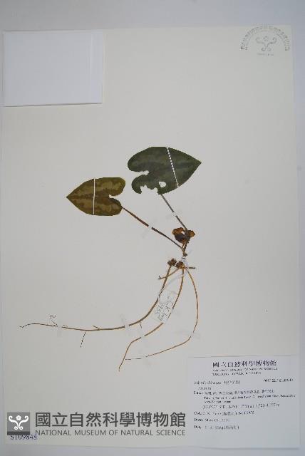 登錄號:S109848藏品圖，第1張