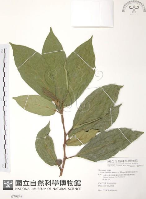 豬母乳、水同木藏品圖，第1張