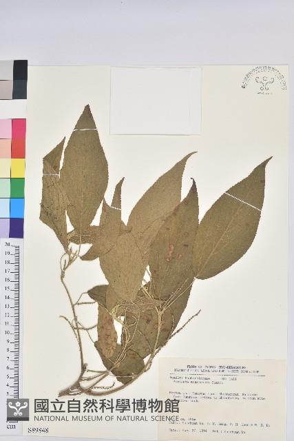 臺灣鐵莧藏品圖，第1張