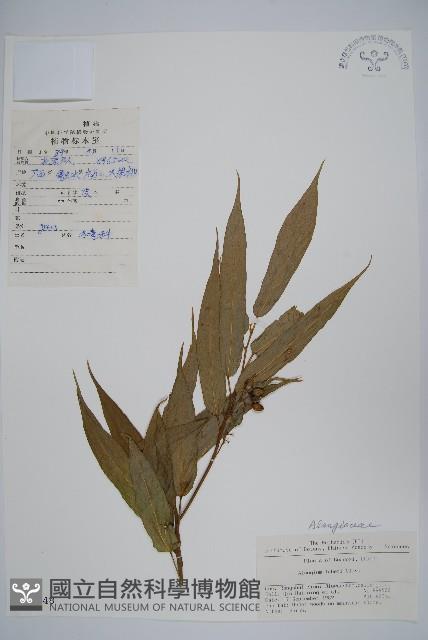 小花八角楓藏品圖，第1張