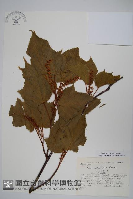 細柄槭藏品圖，第1張