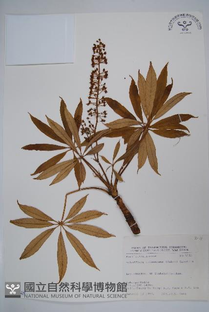 臺灣鵝掌柴藏品圖，第1張