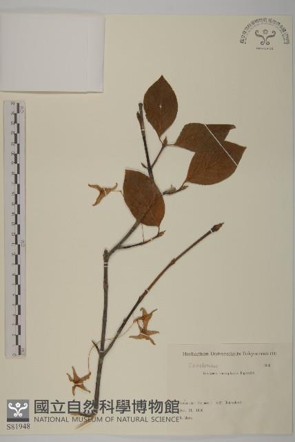 黃瓢子藏品圖，第1張